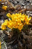 Crocus flavus