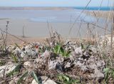 Echium vulgare. Молодая розетка листьев среди старых высохших прошлогодних. Крым, Керченский п-ов, Приазовье, гора Ташкалак, каменистая степь, задернованное скальное обнажение. 08.03.2020.