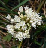 Allium pallens ssp. coppoleri