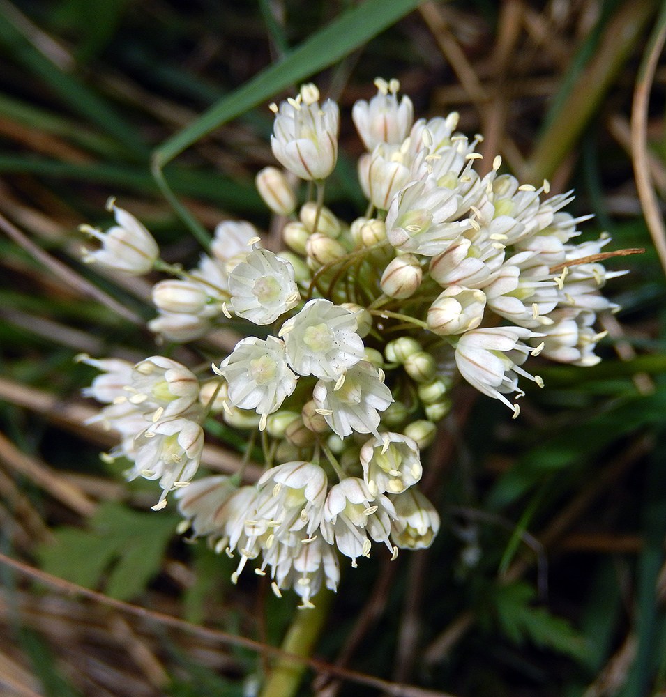 Изображение особи Allium pallens ssp. coppoleri.