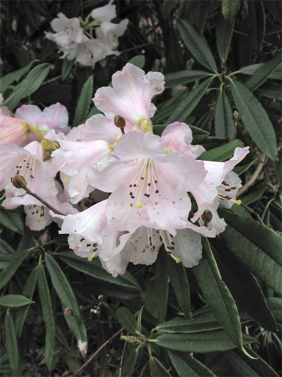 Image of Rhododendron minus specimen.