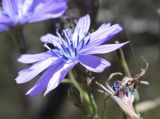 Lactuca perennis