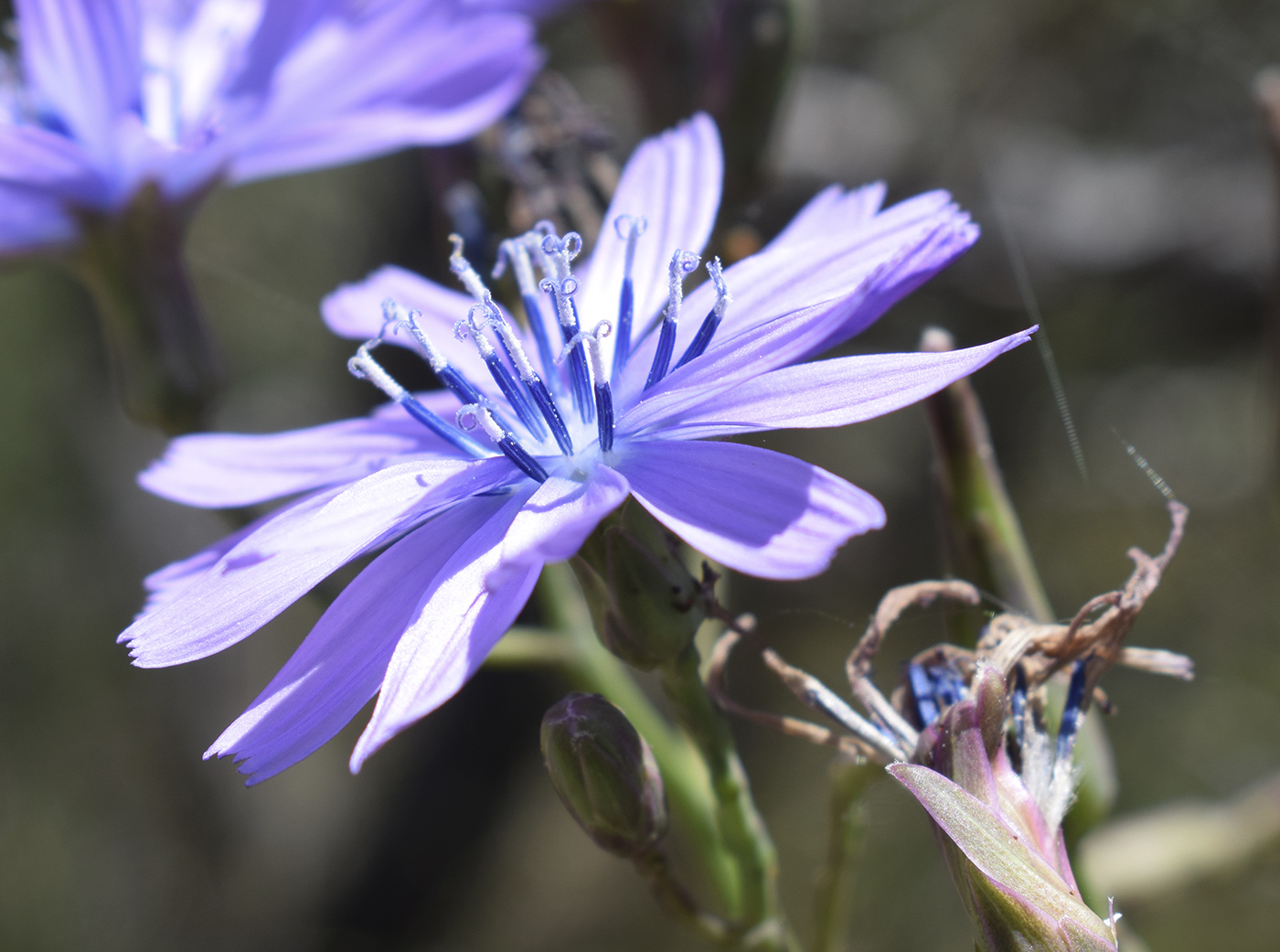 Изображение особи Lactuca perennis.