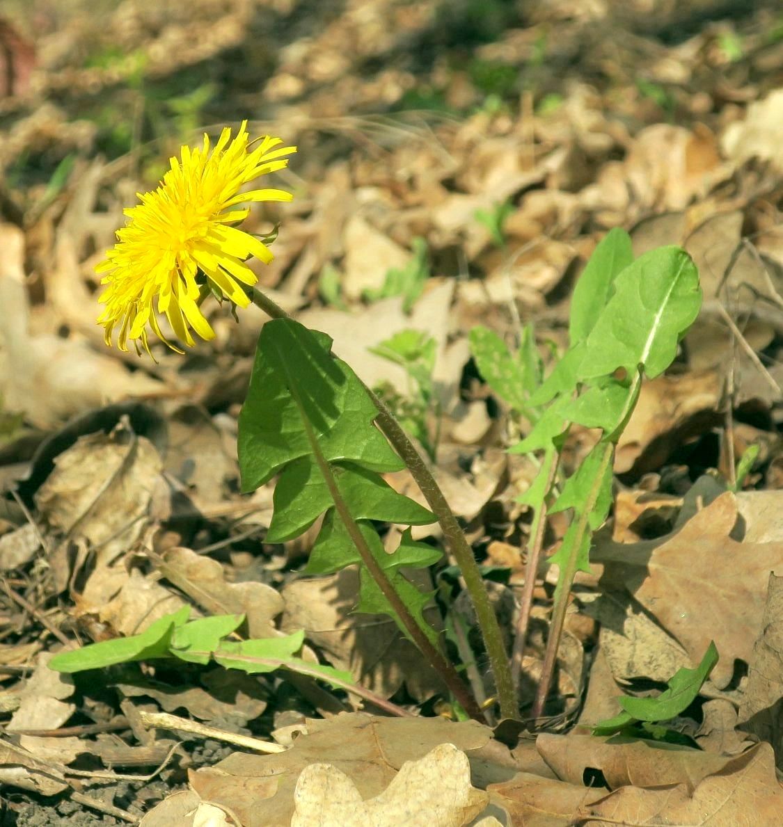 Image of Taraxacum erythrospermum specimen.