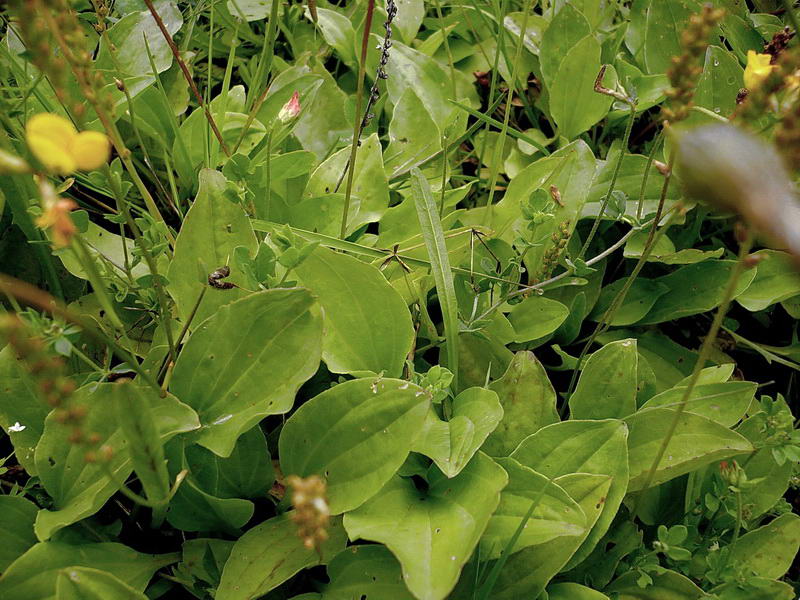 Image of Plantago major specimen.