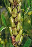 Astragalus uliginosus