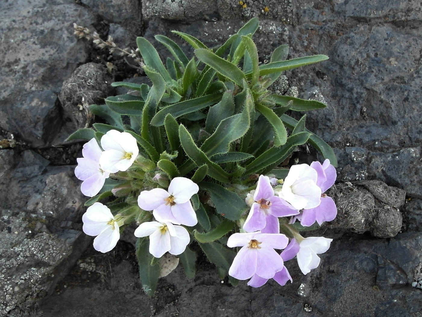 Image of Clausia aprica specimen.