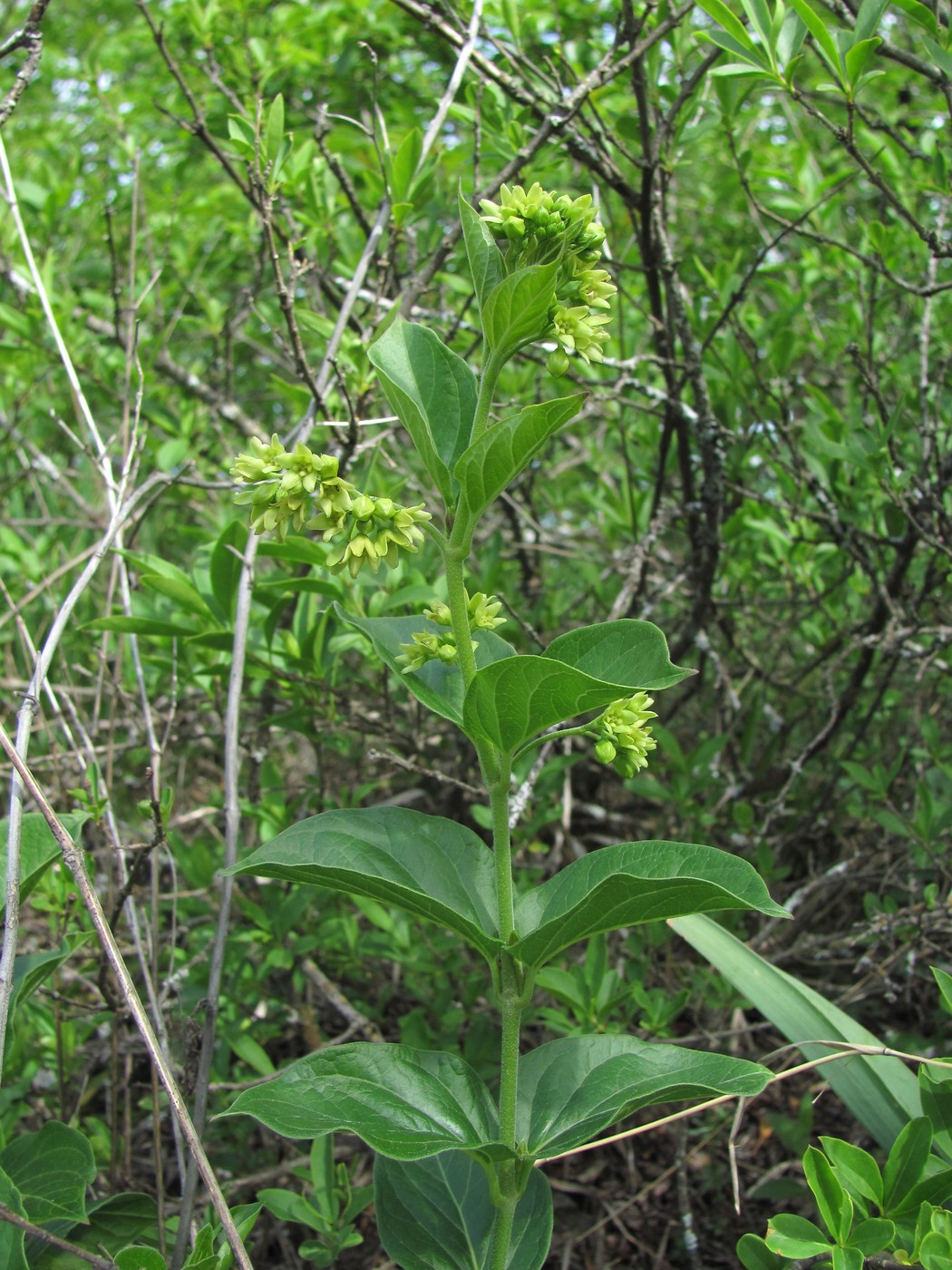 Image of Vincetoxicum hirundinaria specimen.