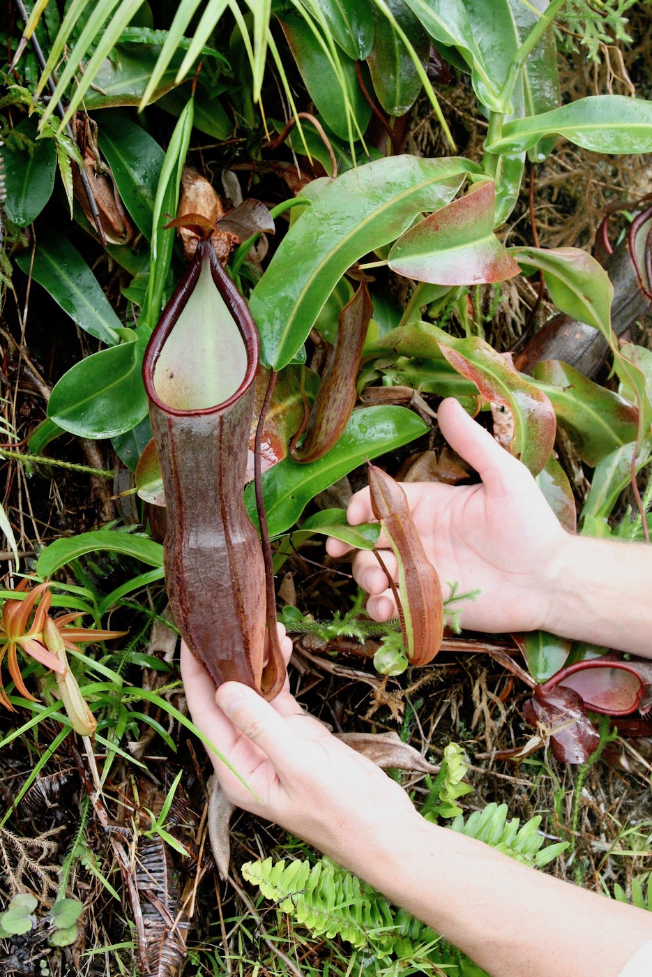 Изображение особи Nepenthes ramispina.