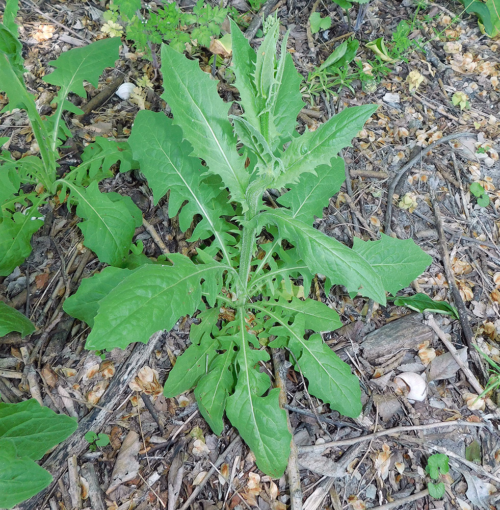 Image of Crepis pulchra specimen.