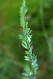 Thalictrum simplex