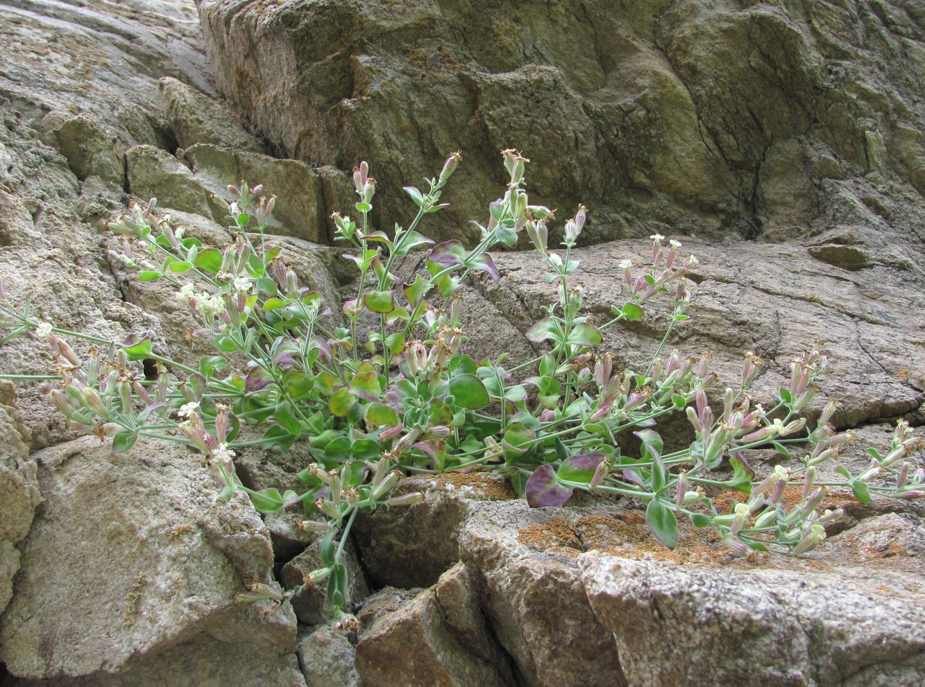 Image of Silene pygmaea specimen.