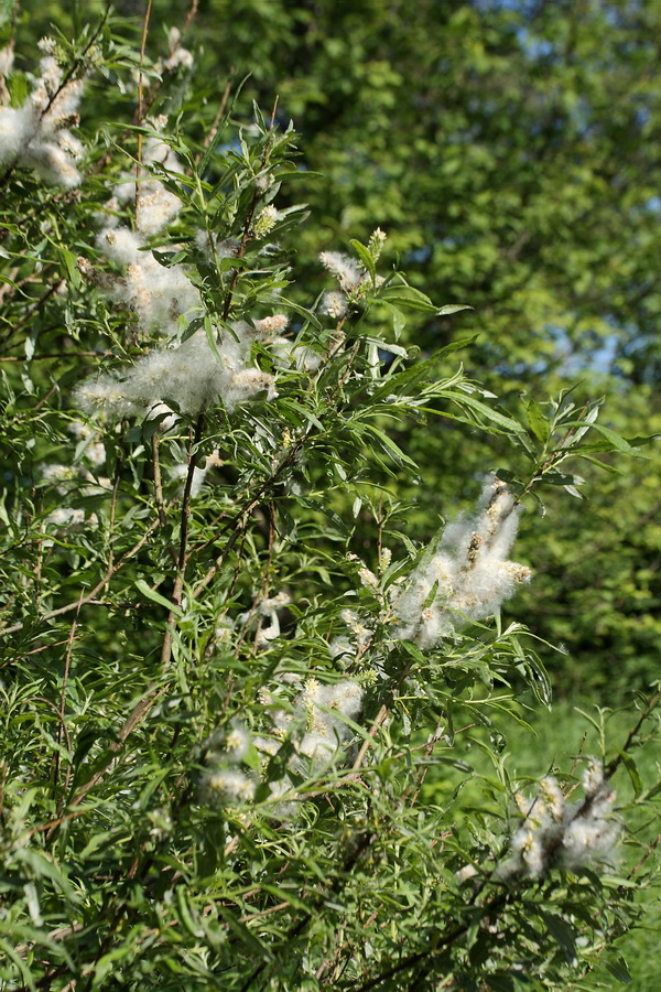 Image of Salix viminalis specimen.