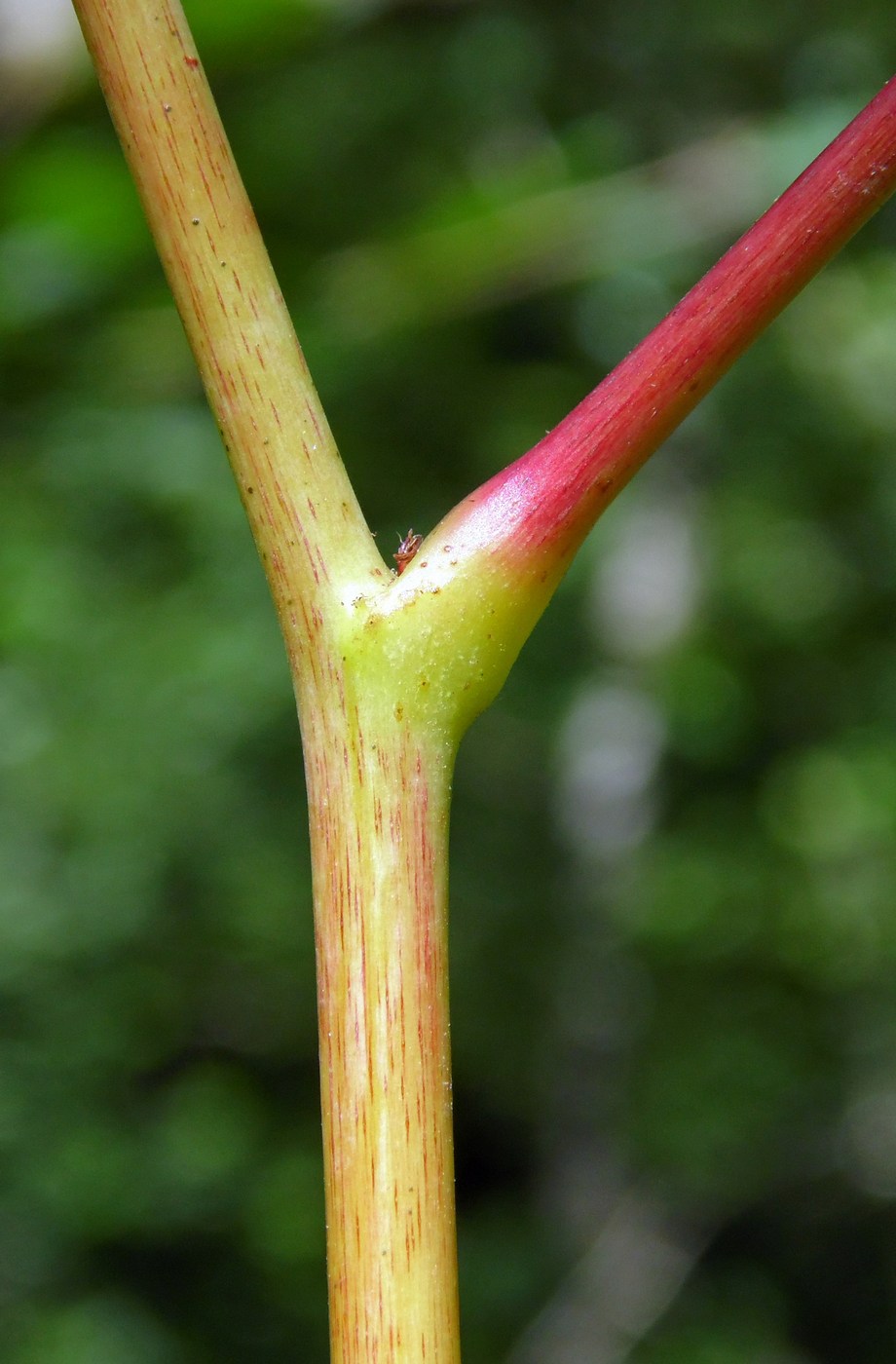 Image of Aruncus sylvestris specimen.
