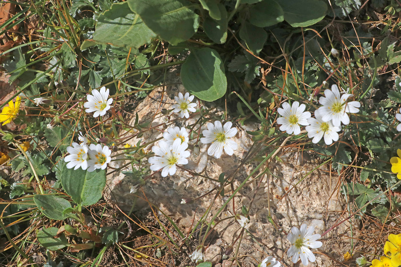 Изображение особи Dichodon cerastoides.