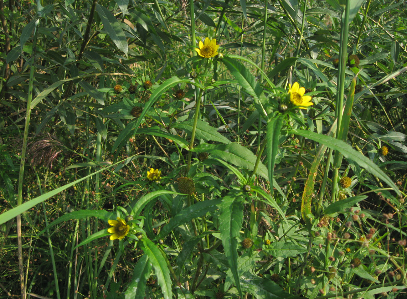 Изображение особи Bidens cernua var. radiata.