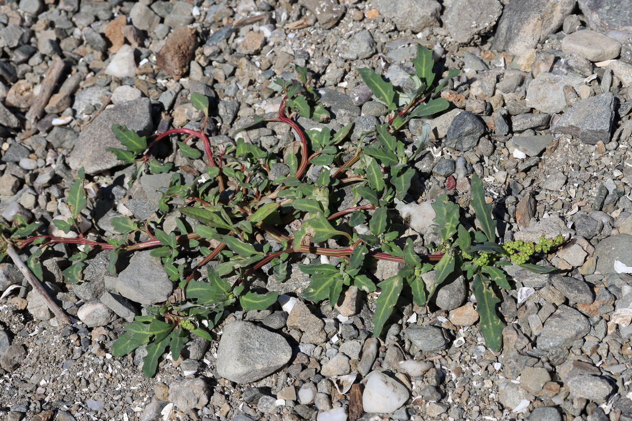 Image of Oxybasis glauca specimen.