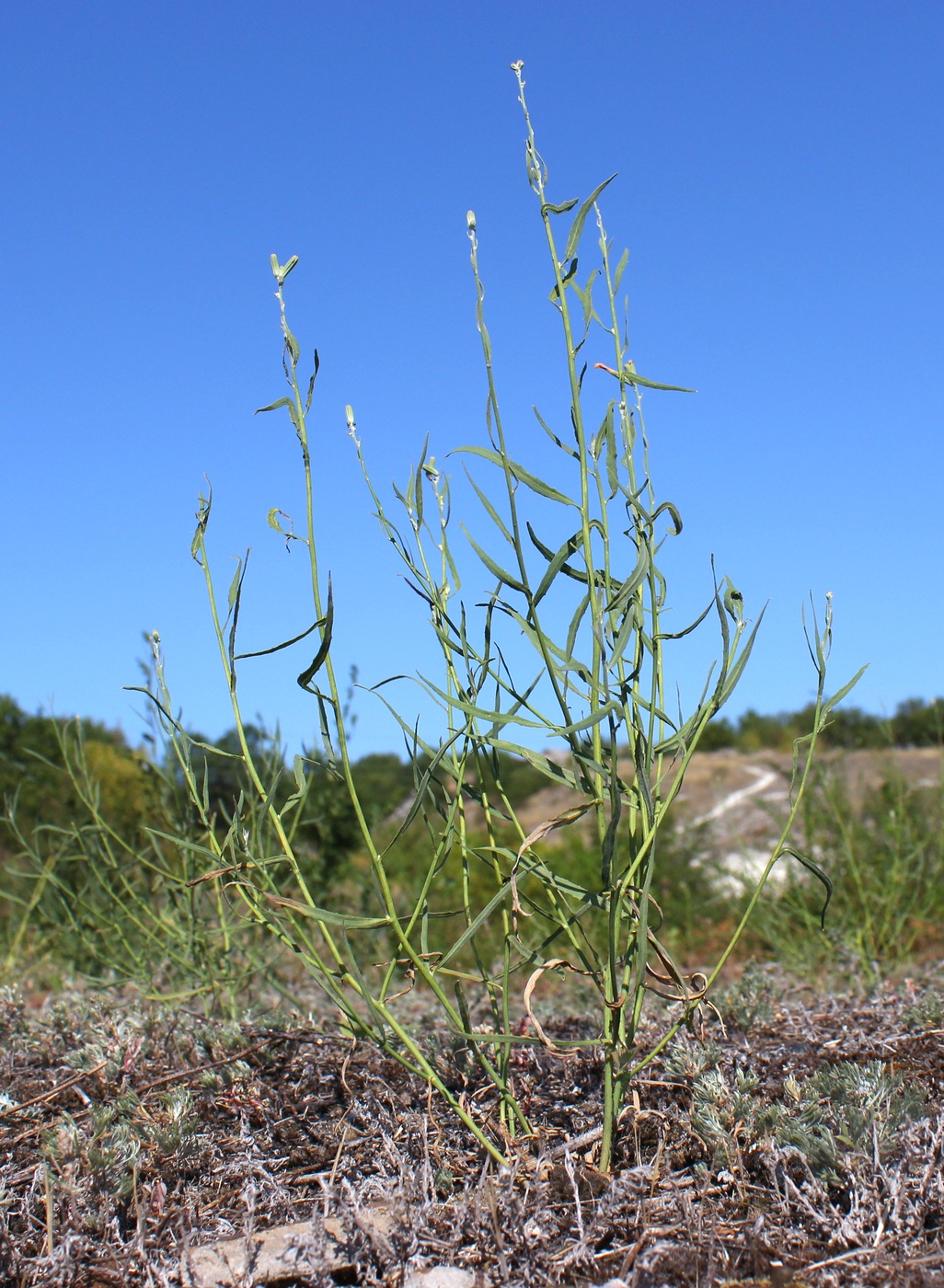 Изображение особи Chondrilla juncea.