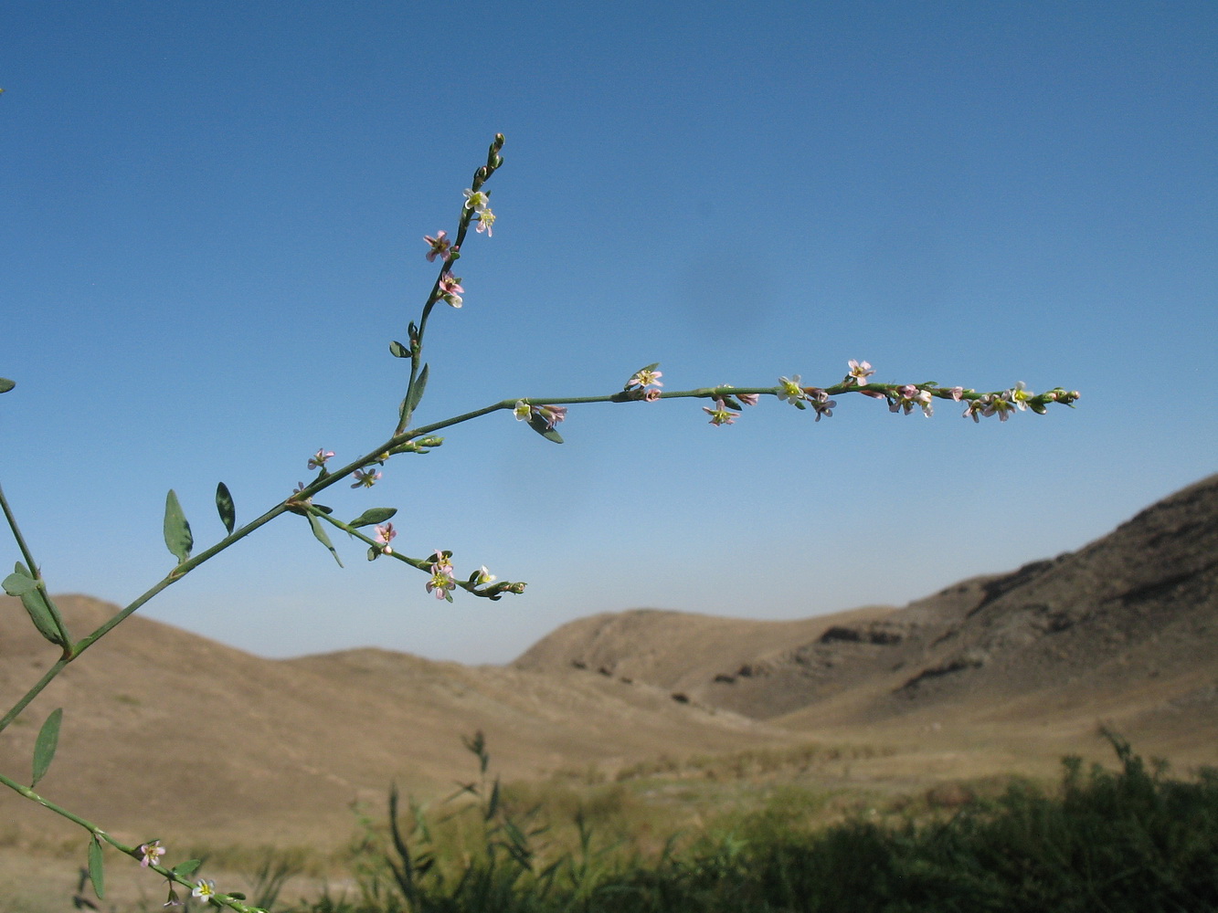 Image of Polygonum aviculare specimen.