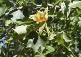 Liriodendron tulipifera. Верхушка веточки с цветком. Испания, Каталония, пров. Жирона, комарка Баш-Эмпорда, муниципалитет Палафружель, ботанический сад \"Кап-Роч\". 13.05.2019.