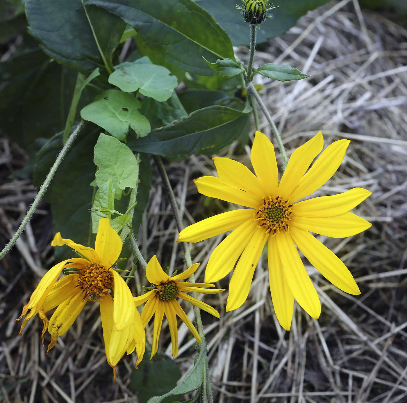Image of Helianthus tuberosus specimen.