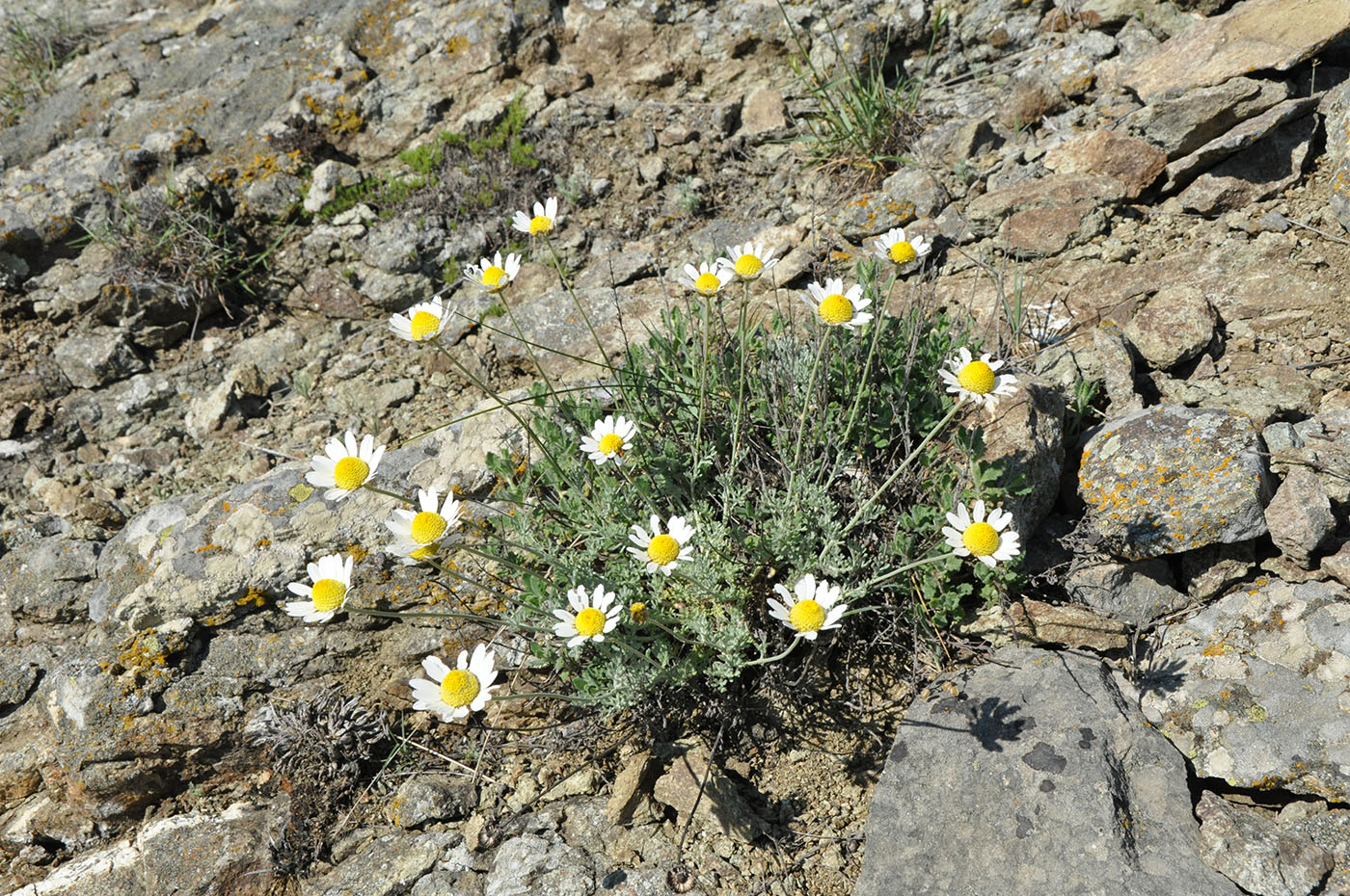 Изображение особи Anthemis tranzscheliana.