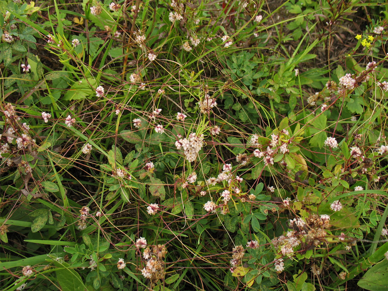 Image of Cuscuta epithymum specimen.