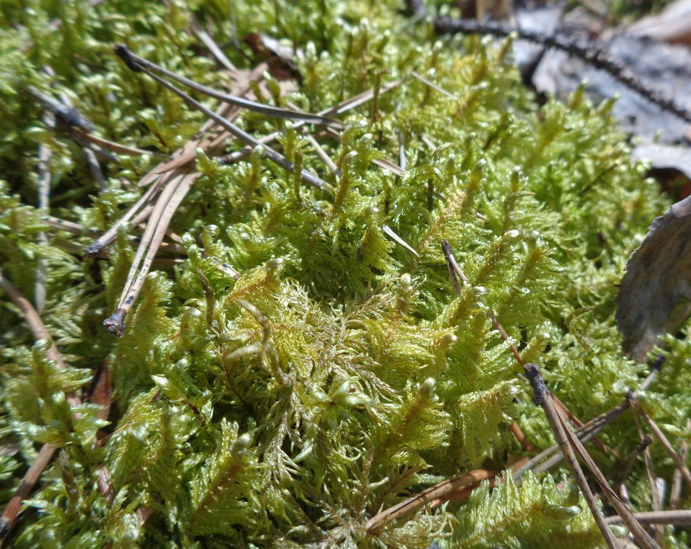 Изображение особи Ptilium crista-castrensis.