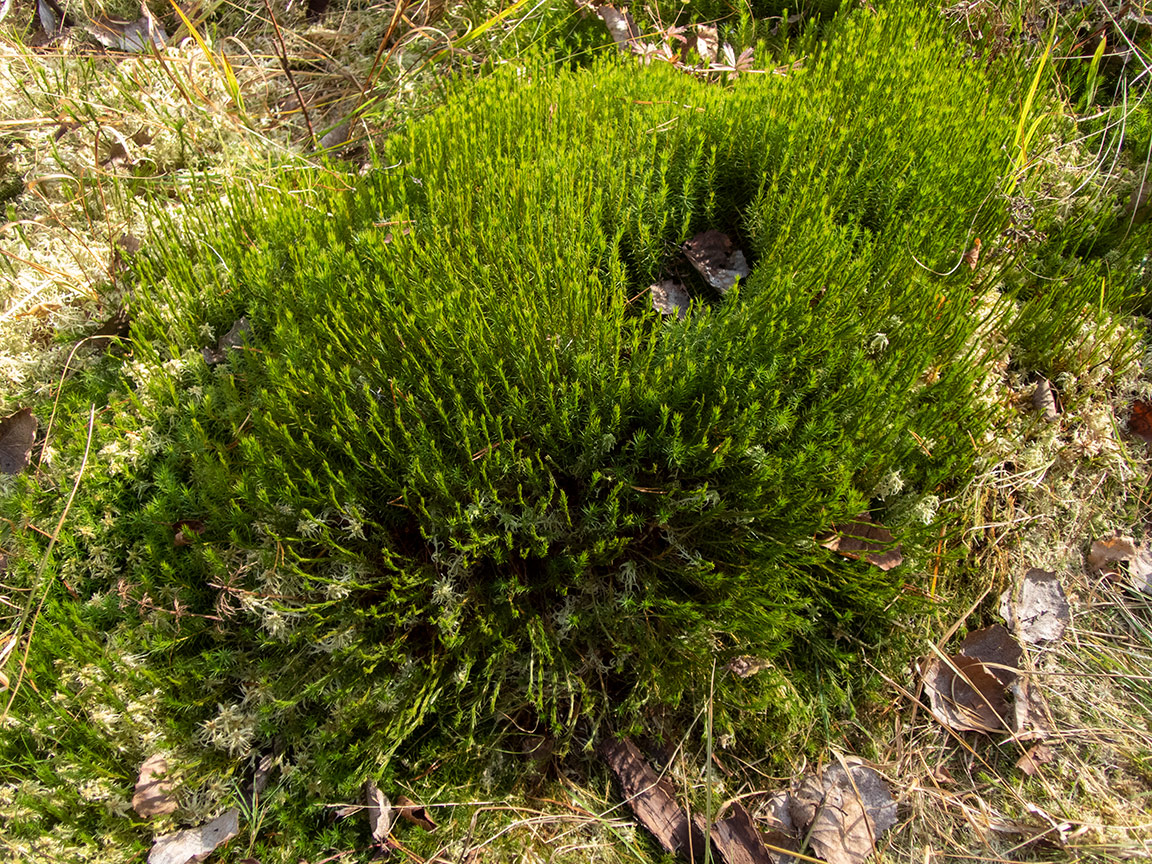 Image of Polytrichum commune specimen.