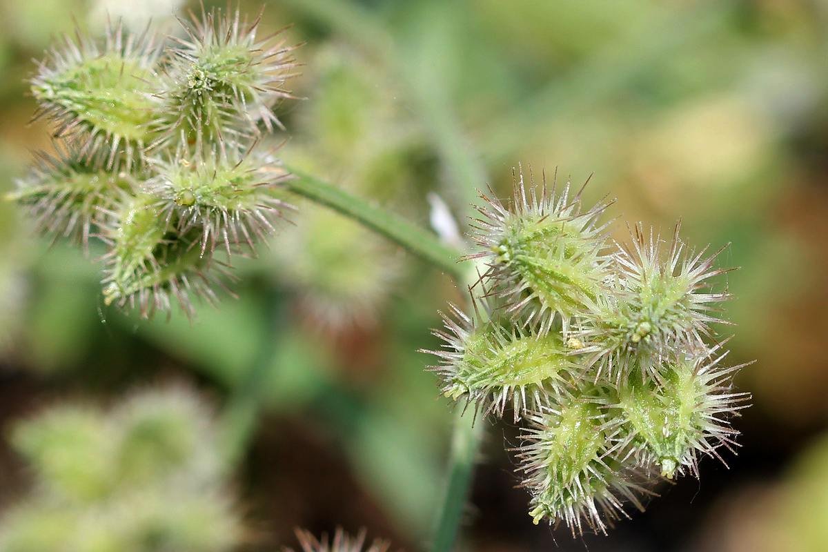 Image of Turgenia latifolia specimen.