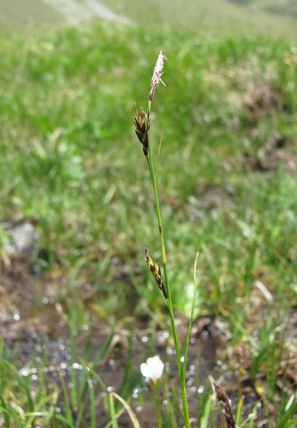 Изображение особи род Carex.