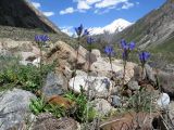 Gentiana olivieri