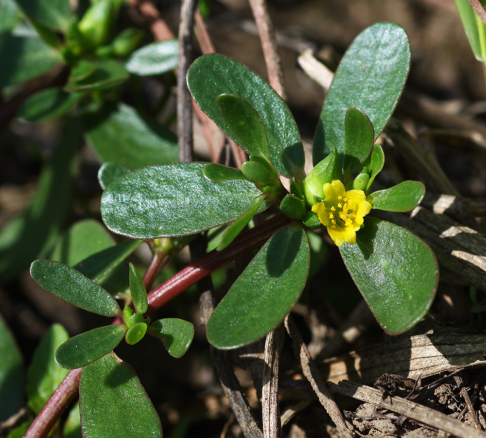 Изображение особи Portulaca oleracea.