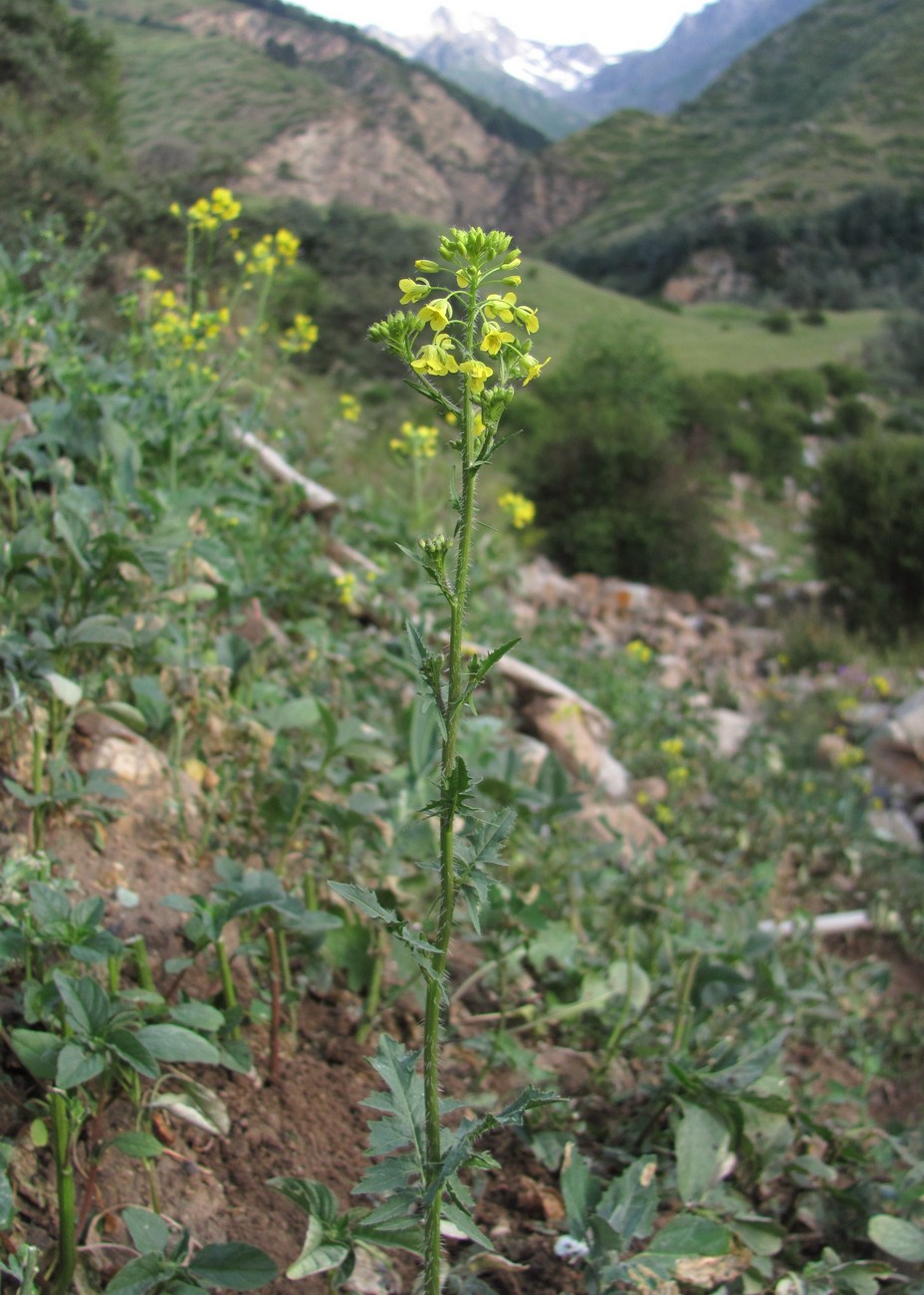 Image of Sisymbrium loeselii specimen.