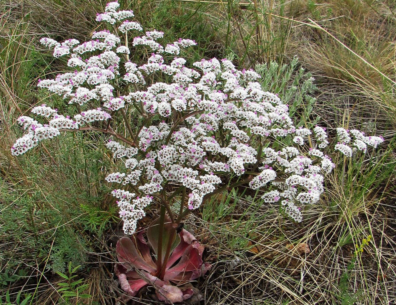 Изображение особи Goniolimon speciosum.