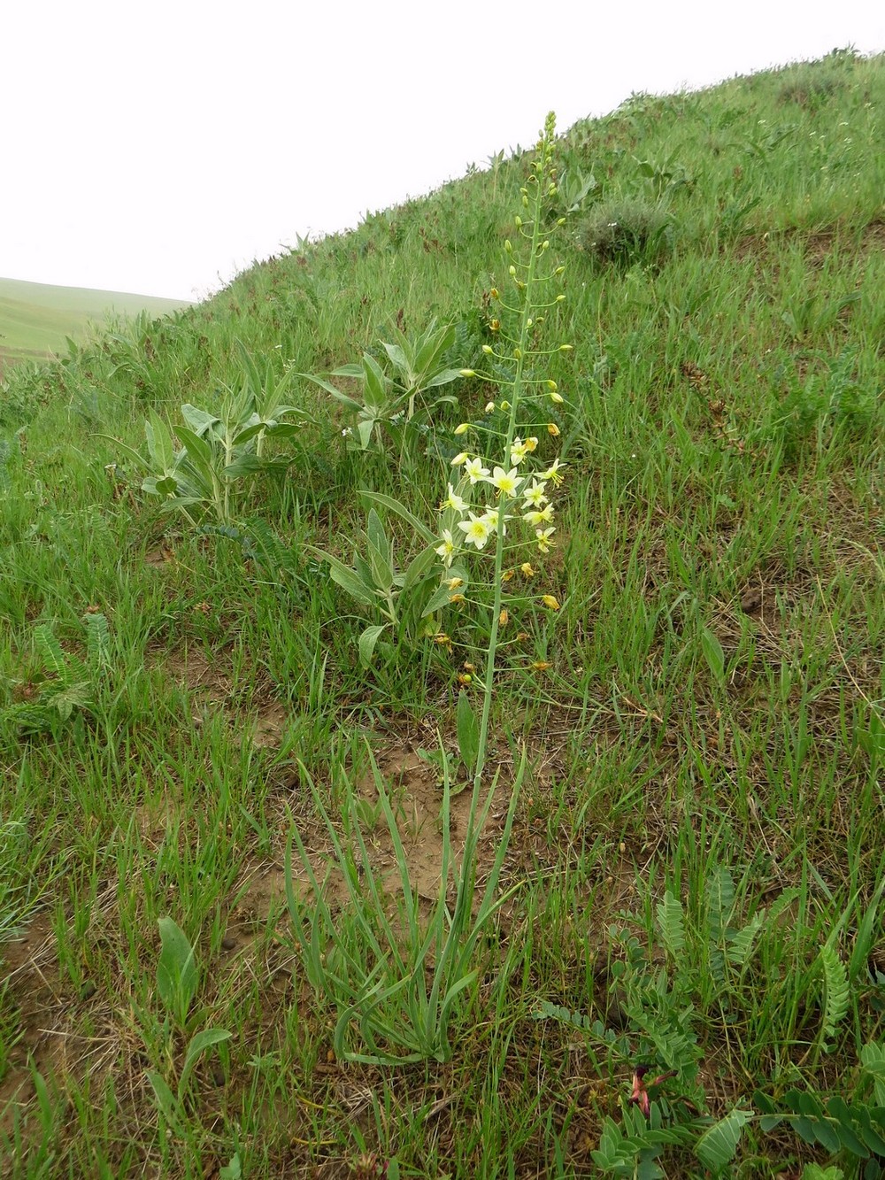 Image of Eremurus suworowii specimen.