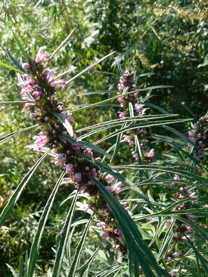 Изображение особи Leonurus japonicus.