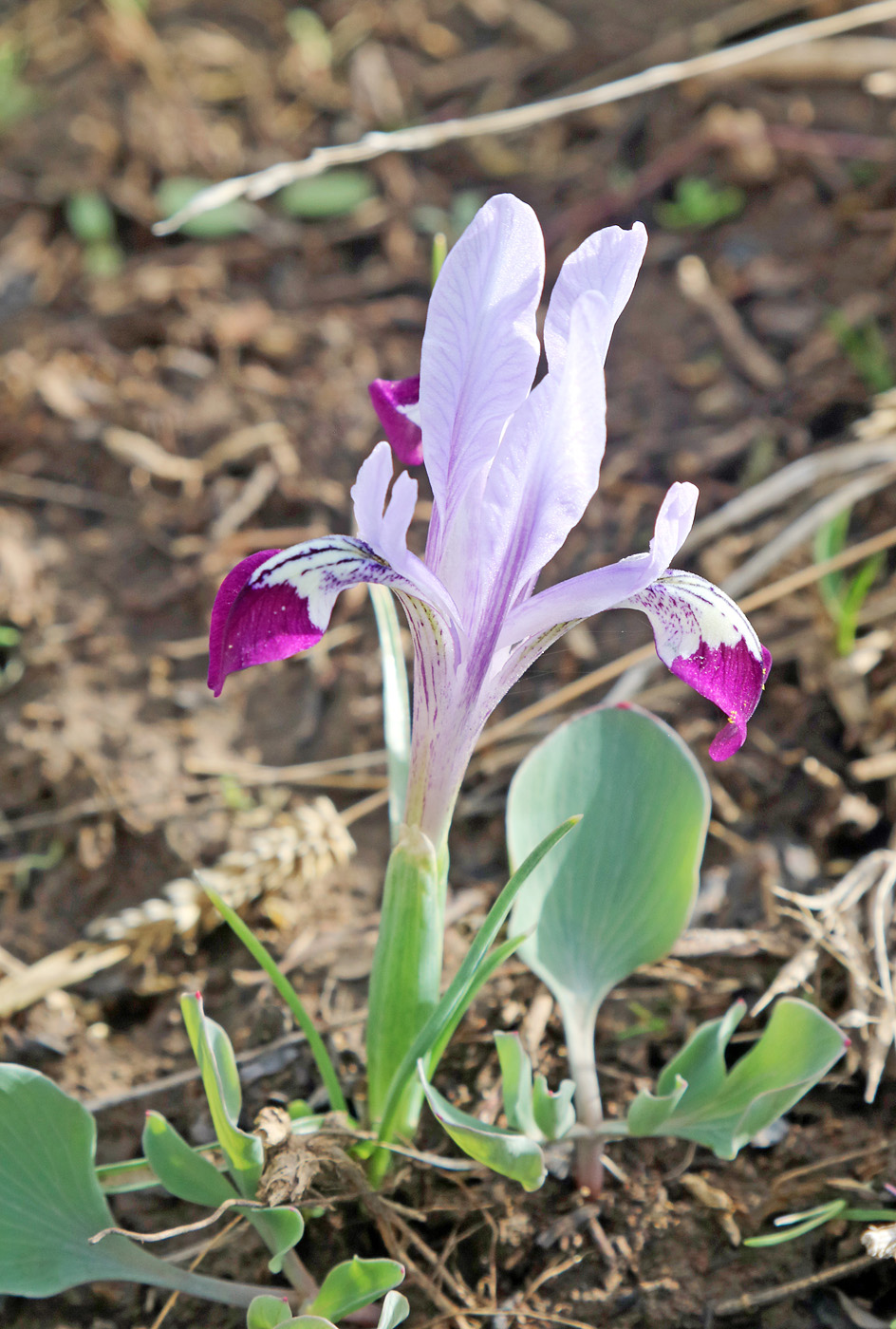 Изображение особи Iridodictyum kolpakowskianum.