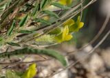 genus Astragalus