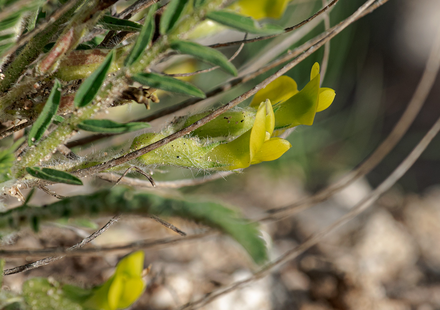 Изображение особи род Astragalus.