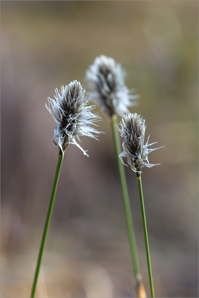 Изображение особи Eriophorum vaginatum.