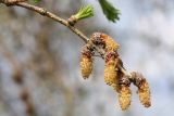 Larix sukaczewii