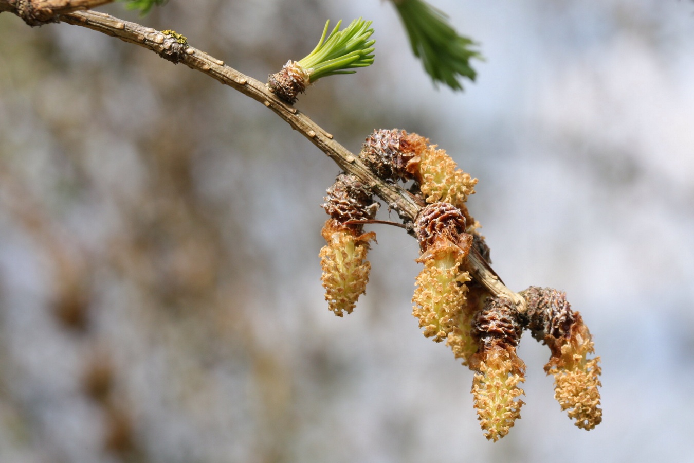 Изображение особи Larix sukaczewii.