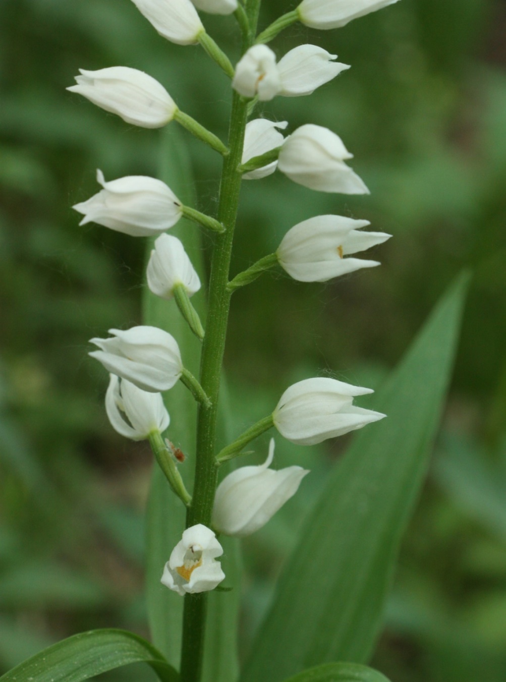 Изображение особи Cephalanthera longifolia.