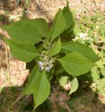 Callicarpa americana