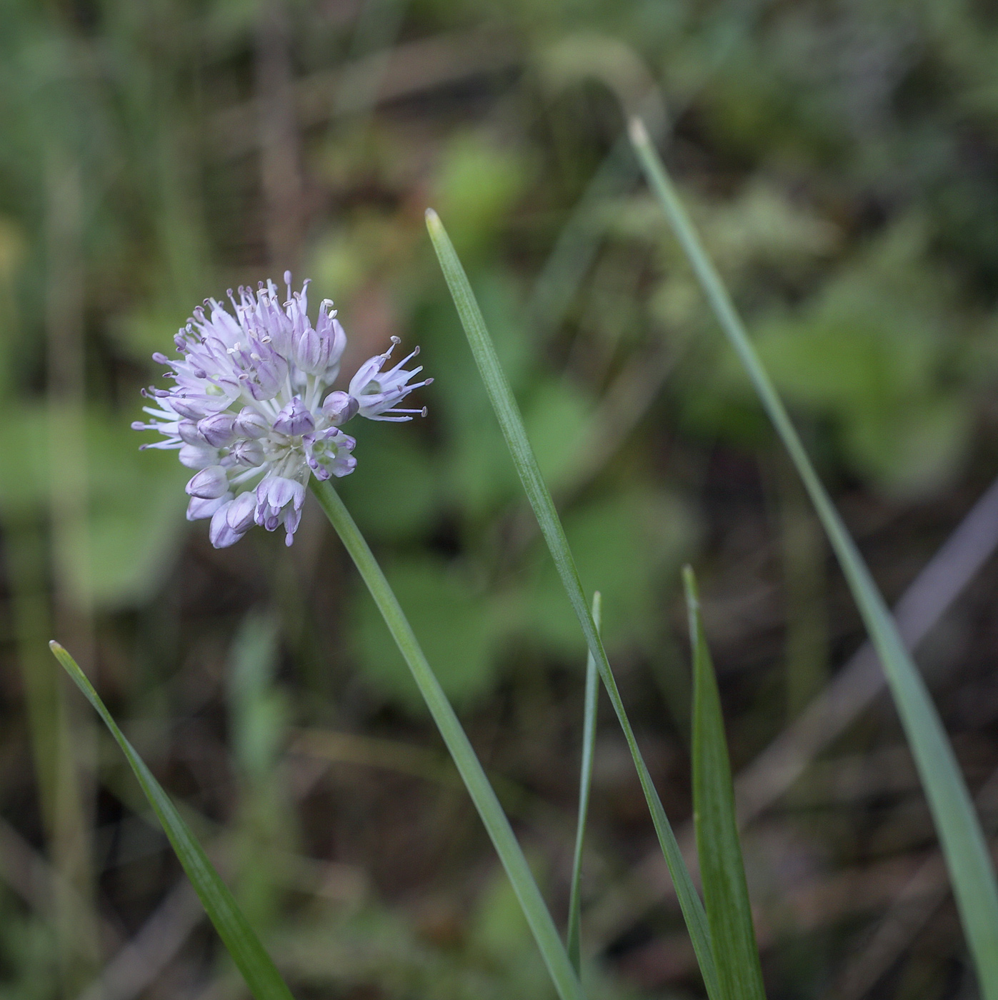 Image of Allium strictum specimen.