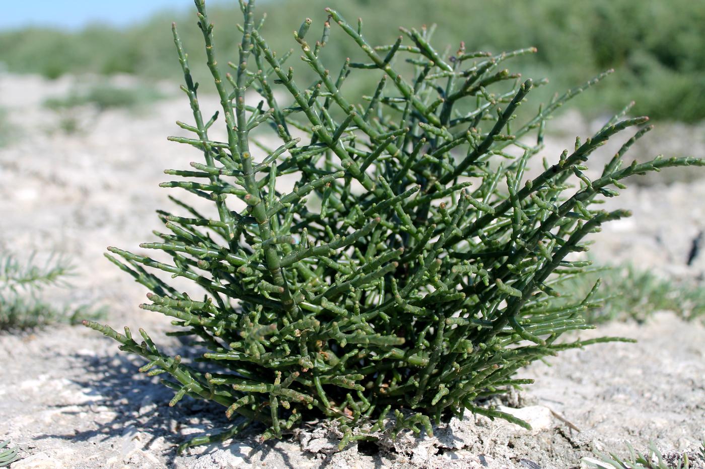 Изображение особи Salicornia perennans.