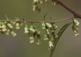 genus Artemisia. Часть побега с соцветиями. Приморский край, Лазовский р-н, Лазовский заповедник, 2 км Ю кордона Америка. 17.08.2009.