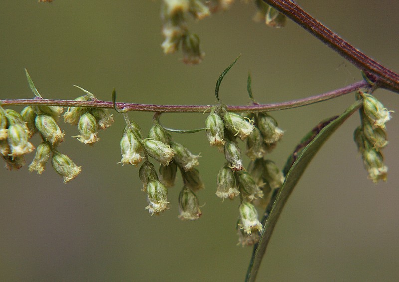 Изображение особи род Artemisia.