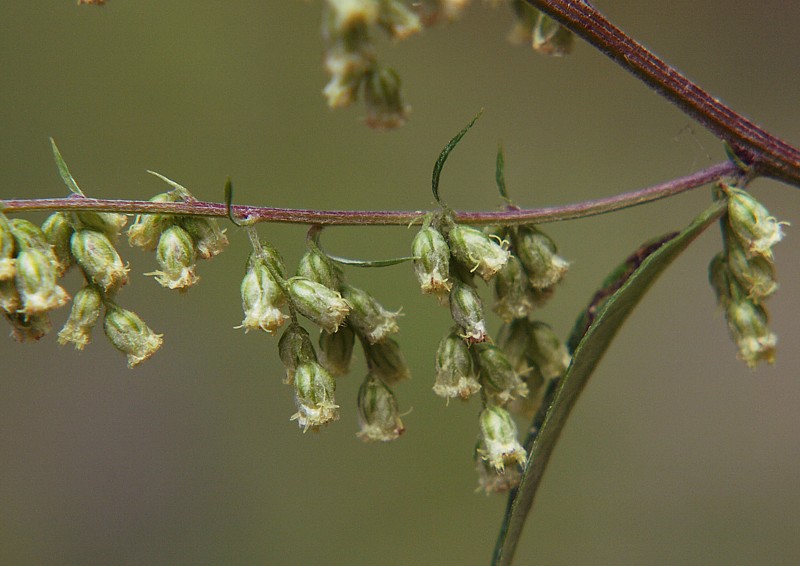 Image of genus Artemisia specimen.